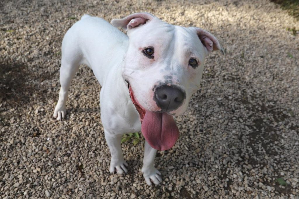 Un chien blanc de race American Staffordshire Terrier
