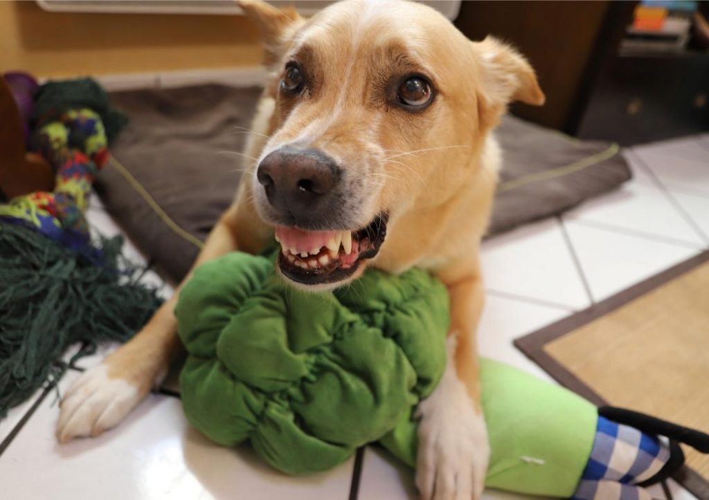 un coaching pour gérer la protection de ressources du chien