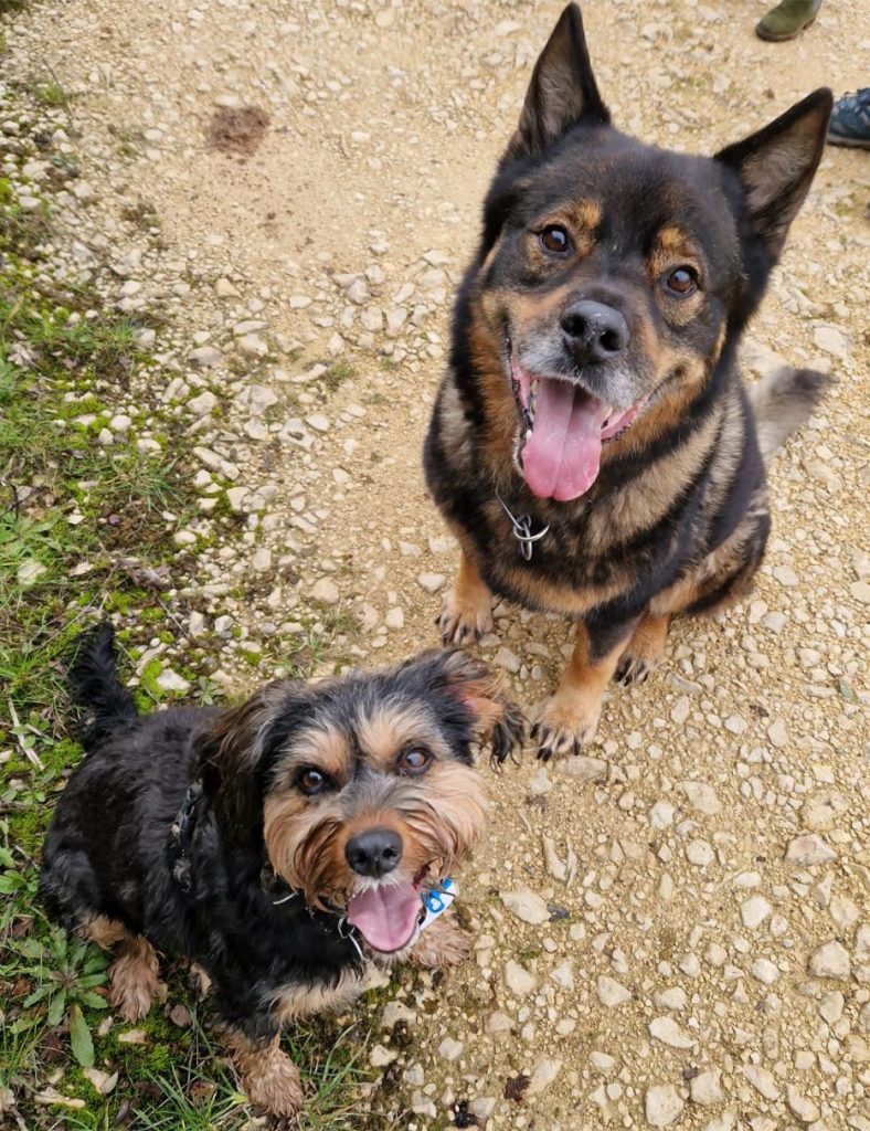 Deux chiens assis ensemble