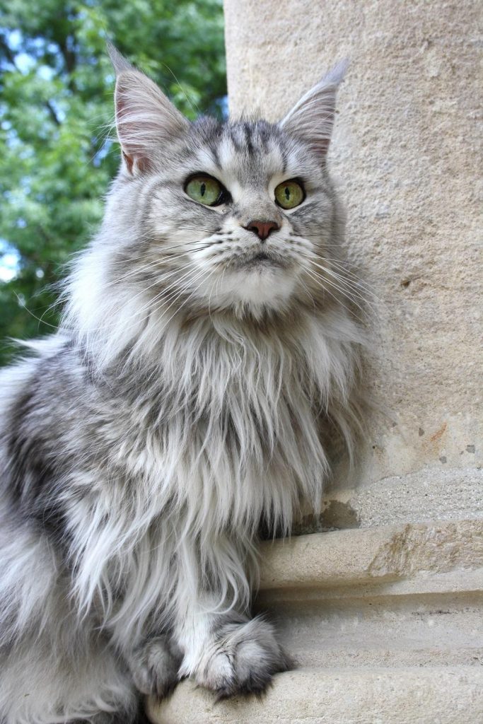 Un chat gris aux yeux verts
