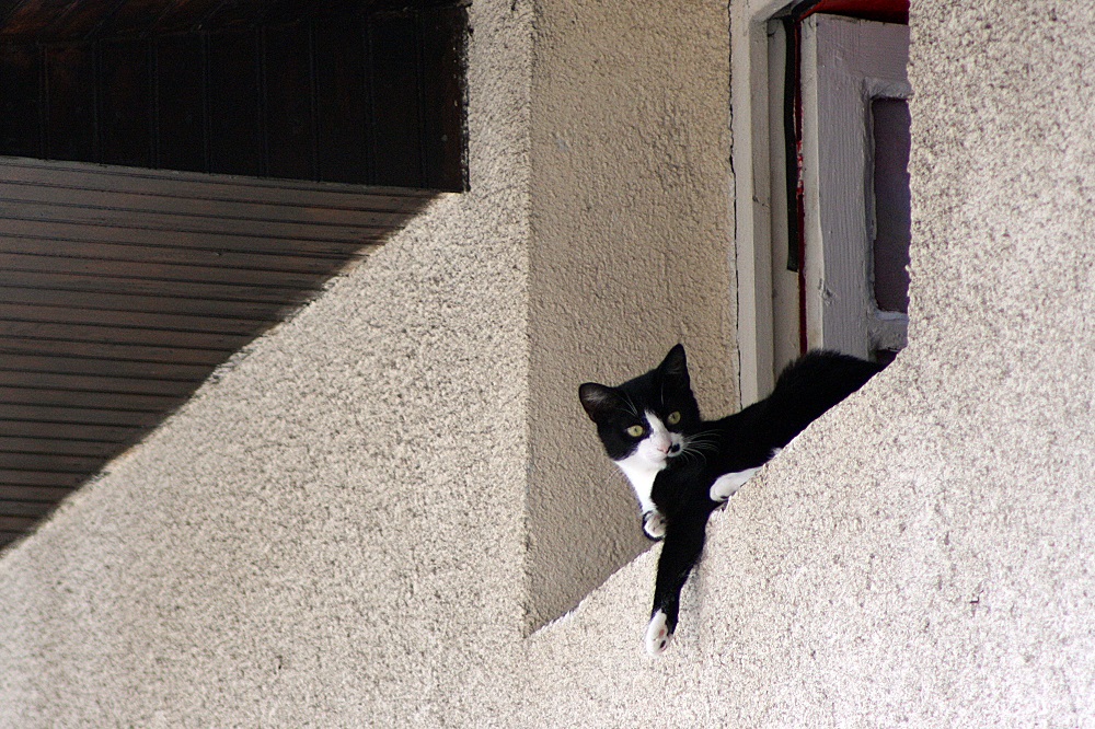 Le conseil pour comprendre les besoins de grimper de son chat