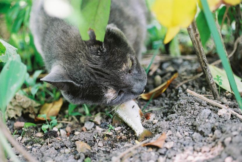 Un chat qui mange un poisson