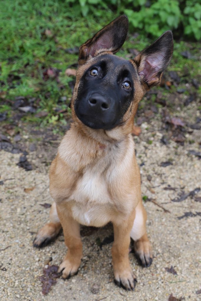 les conseils pour comprendre les besoins de son chien