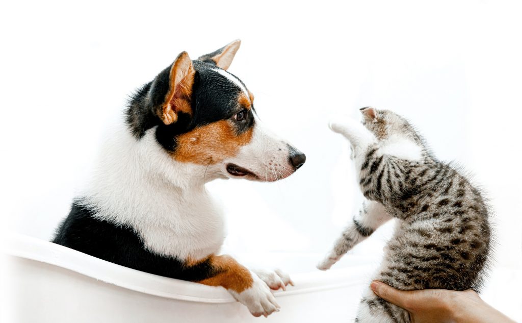 Un chien et un chat qui se regardent