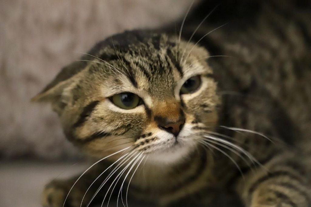 coaching pour améliorer la relation avec son chat