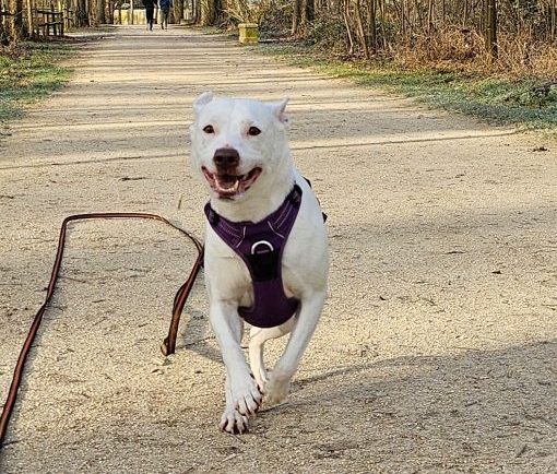 Chien blanc qui court pendant sa balade canine