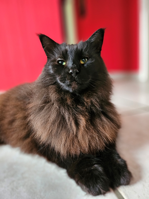 un chat attentif à sa pet-Sitter