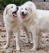 deux montagnes de Pyrénées heureux d'être garder