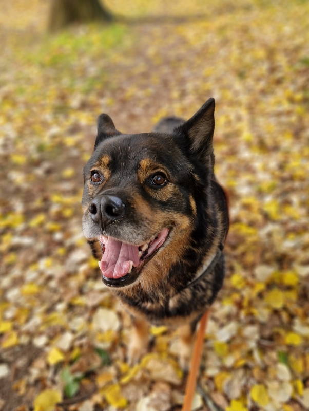 chien heureux en balade